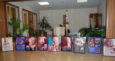 Fetal Development Display