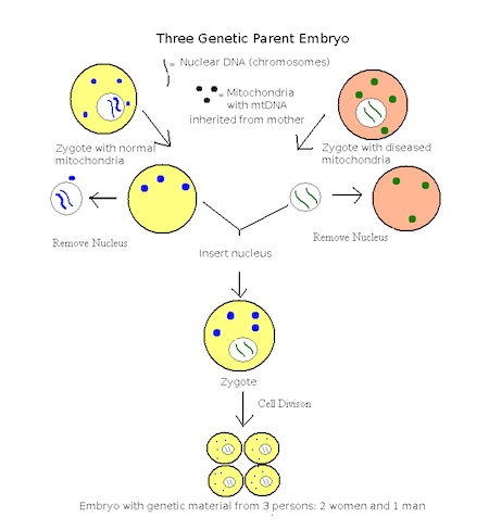 3-parent embryo creation