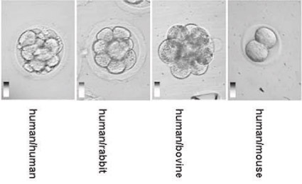 Hybrid Embryos