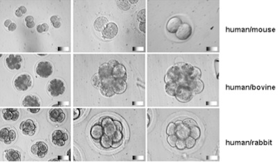 Hybrid Embryos