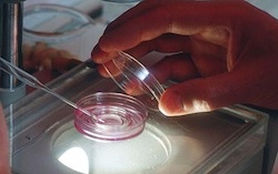 ivf-hands2.jpg