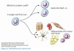 stemcellbasics.png